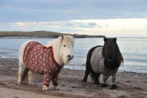 Shetland Ponies in Cardigans