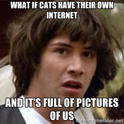 Cats internet meme